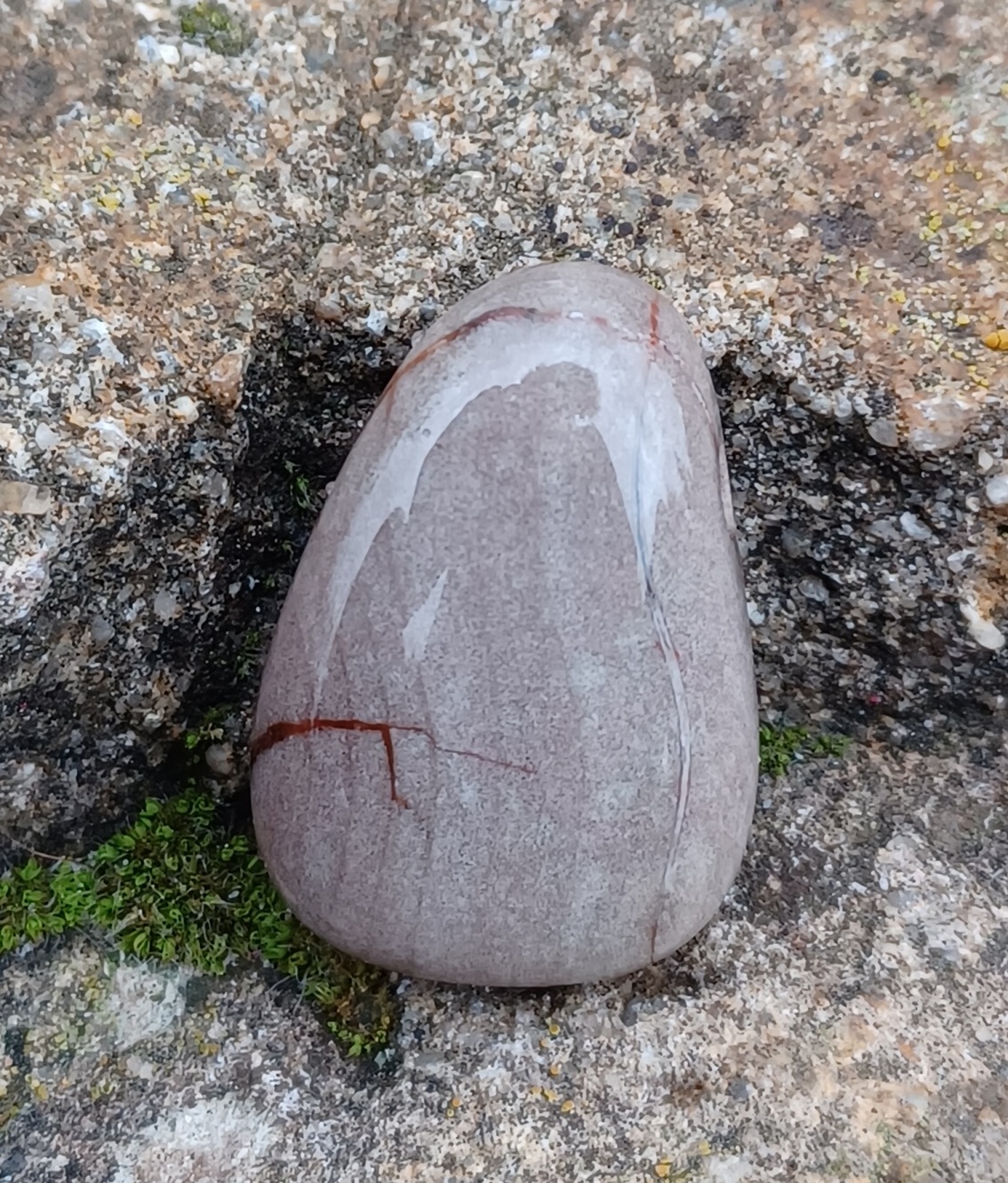 Skamenelé drevo vŕtaný okrúhliak