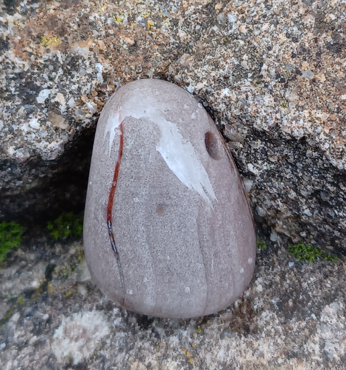 Skamenelé drevo vŕtaný okrúhliak
