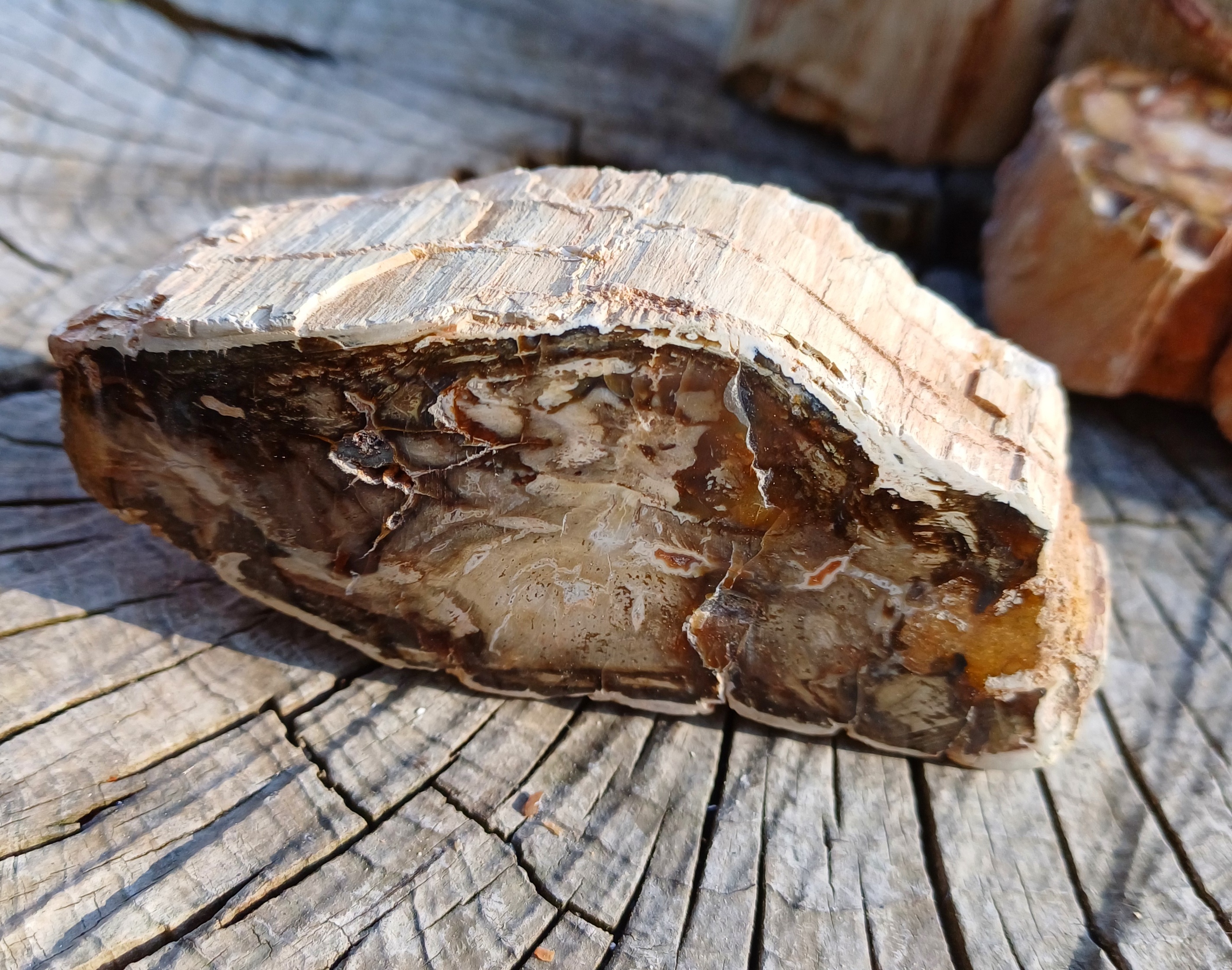 Skamenelé drevo 185g