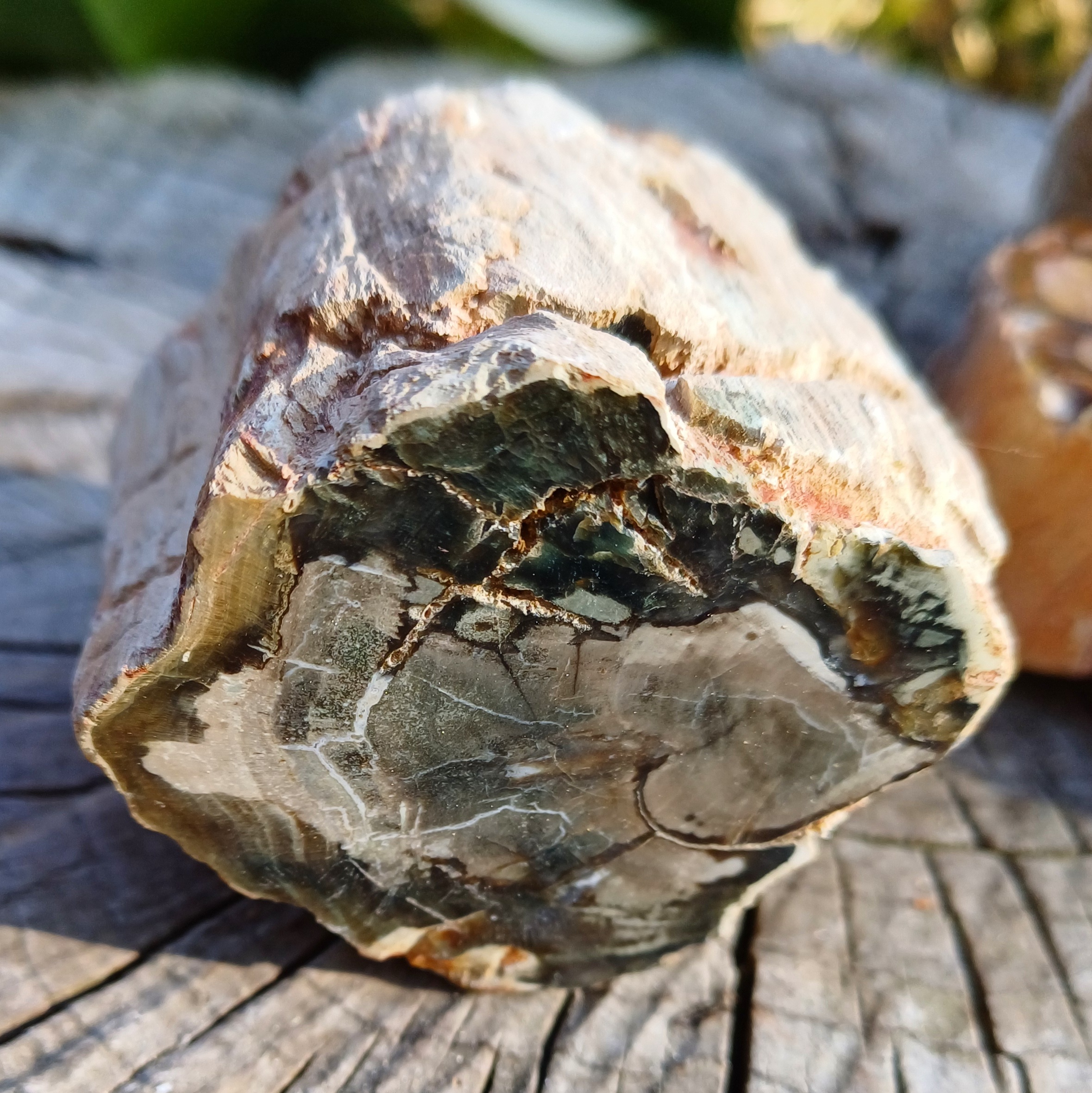 Skamenelé drevo 225g