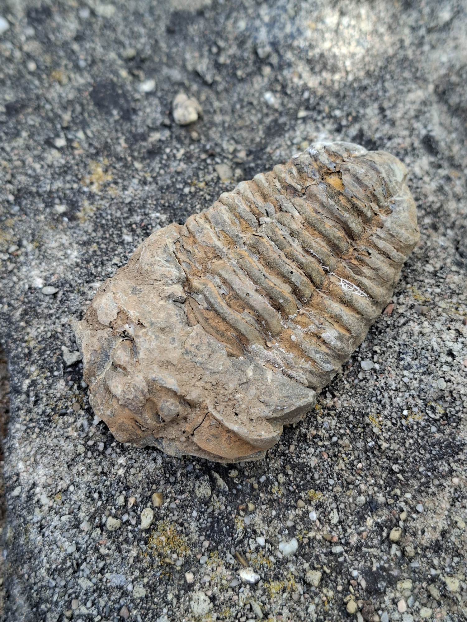 Trilobit 90g