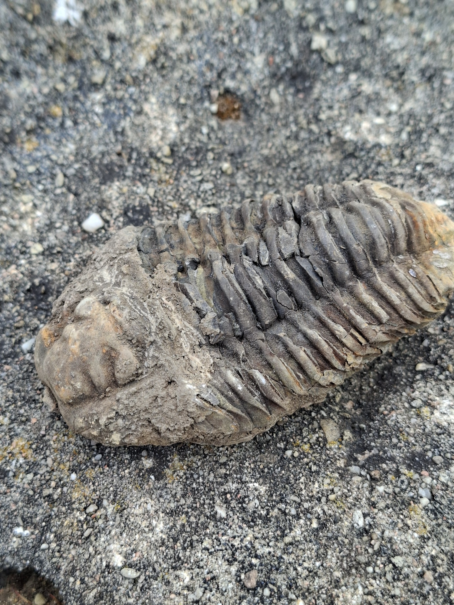 Trilobit 135g