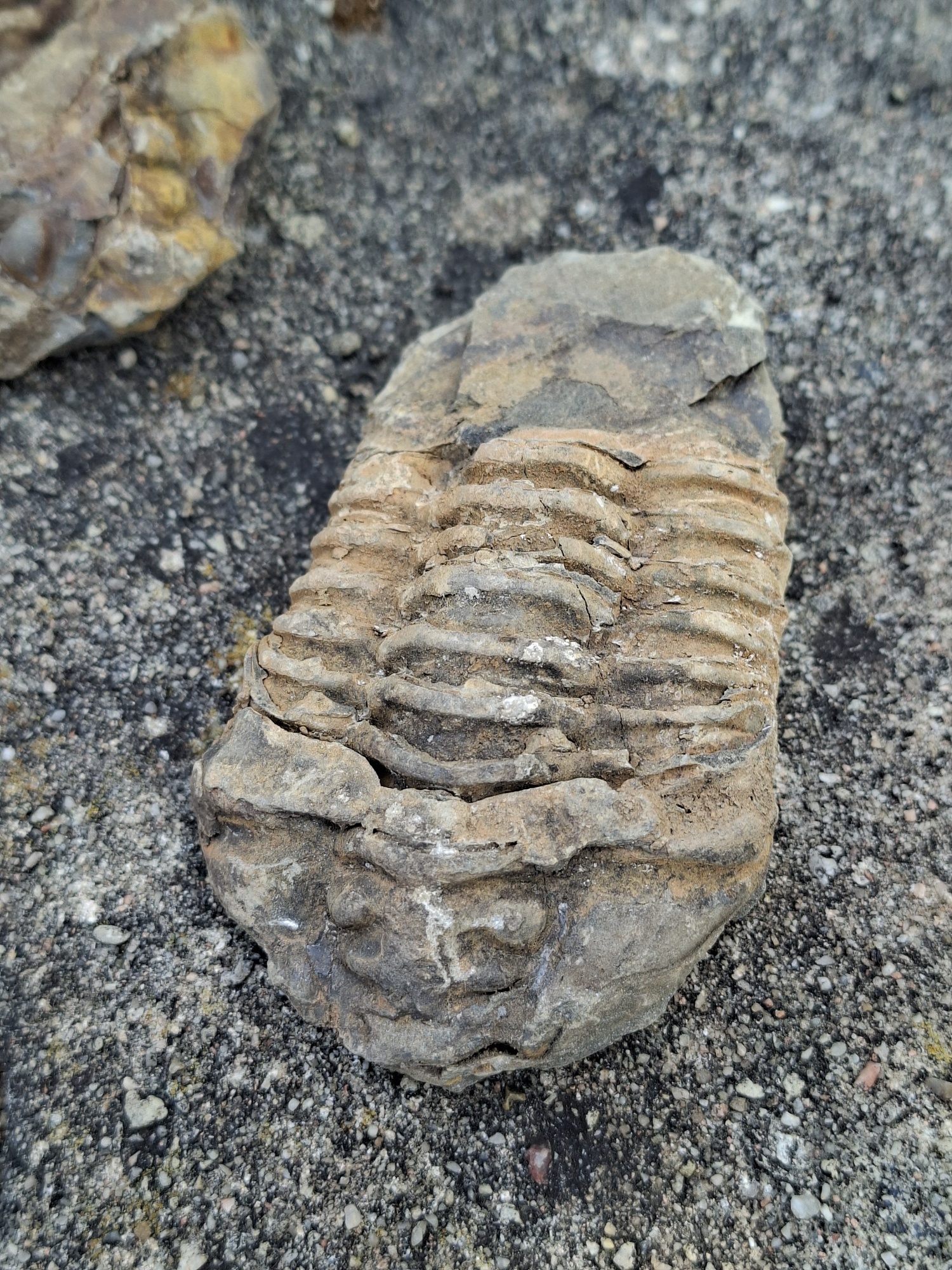 Trilobit 130g