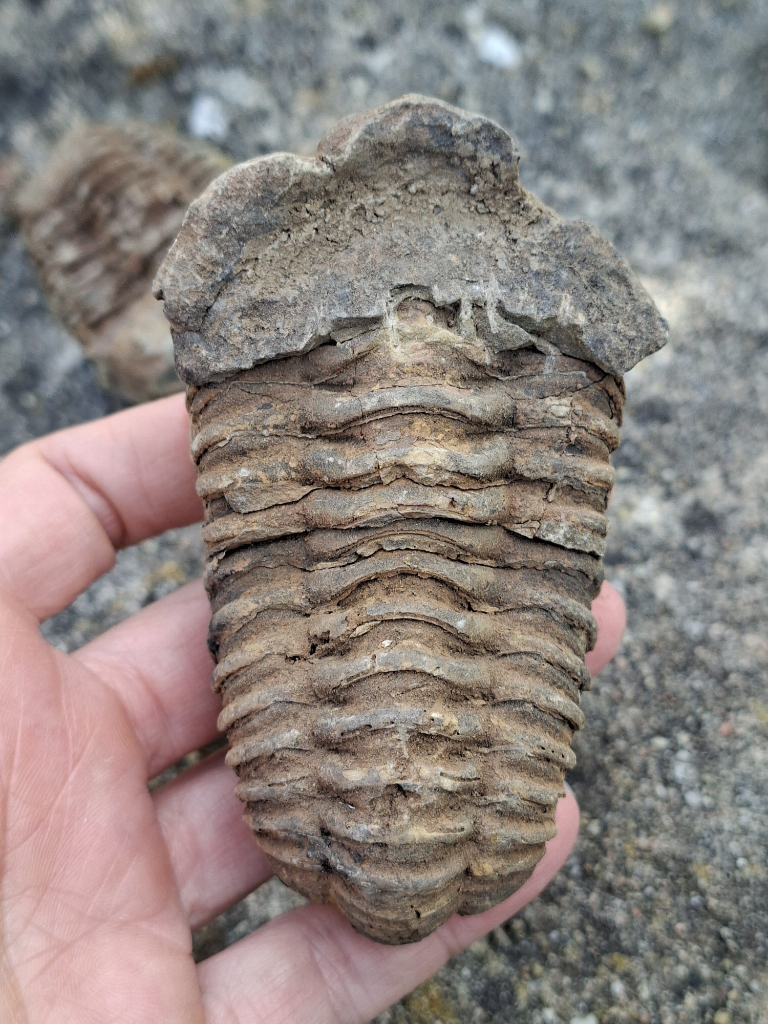Trilobit 180g