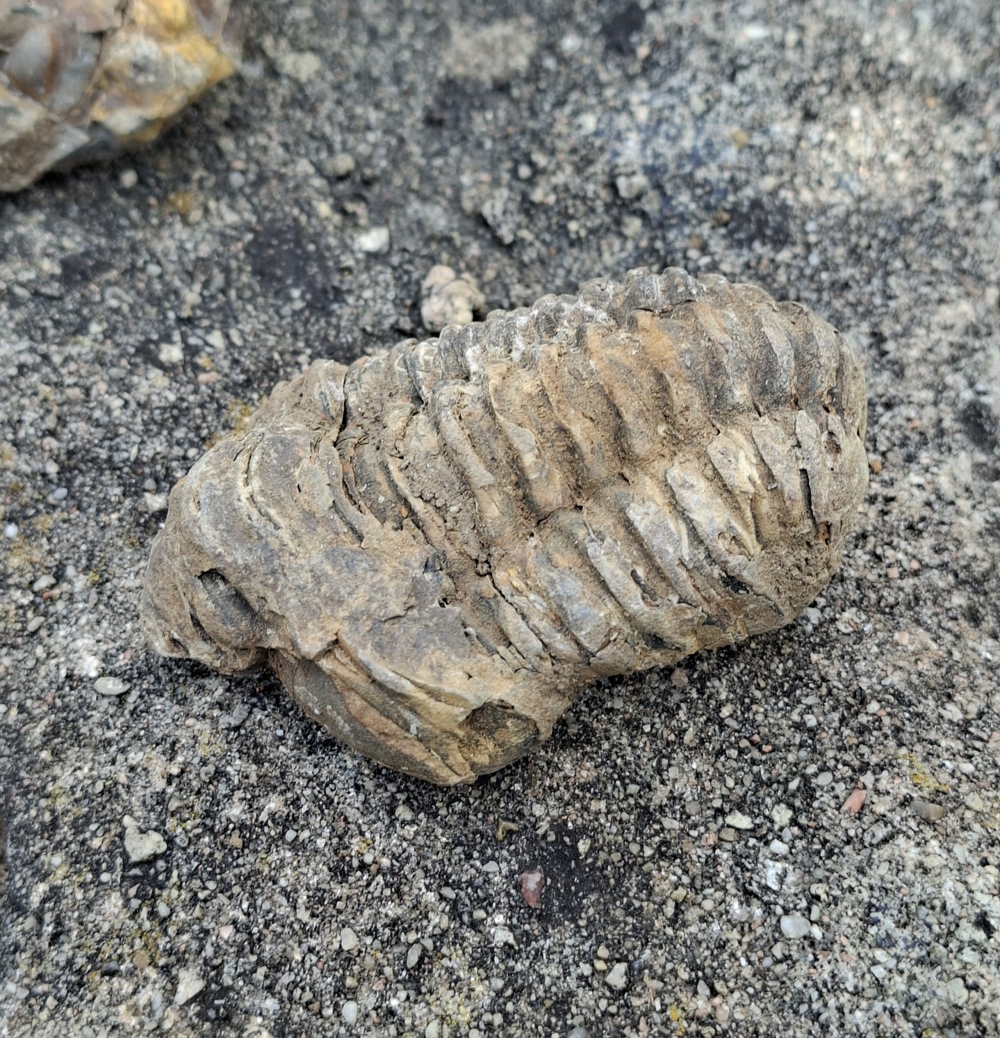 Trilobit 80g