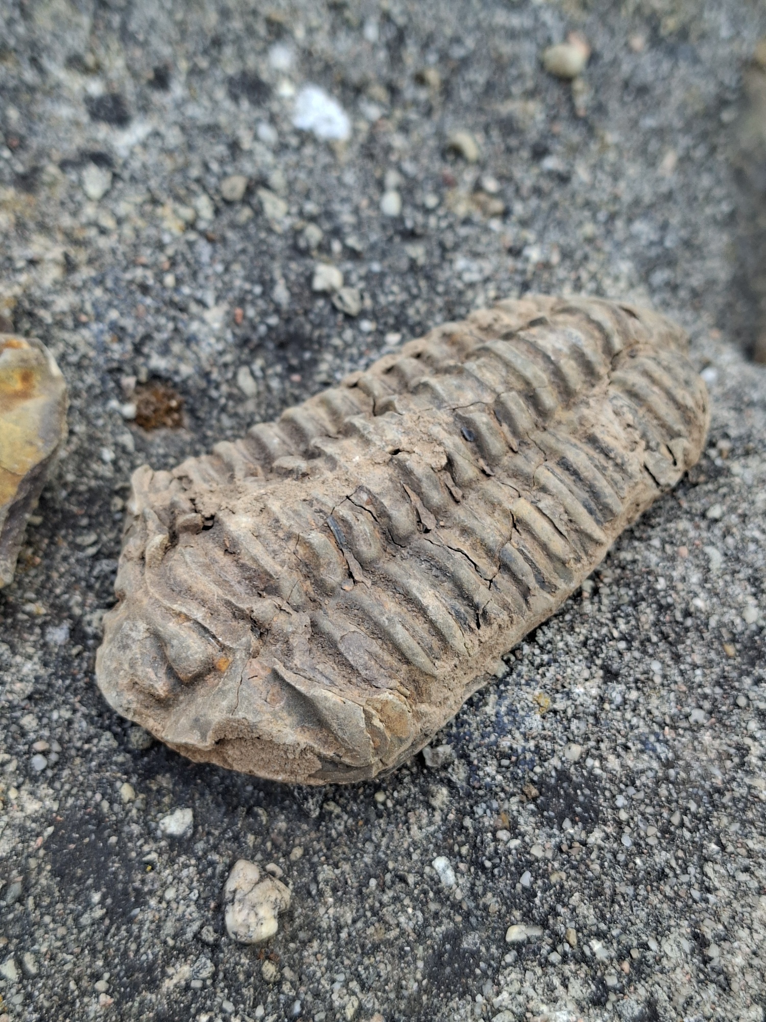 Trilobit 95g