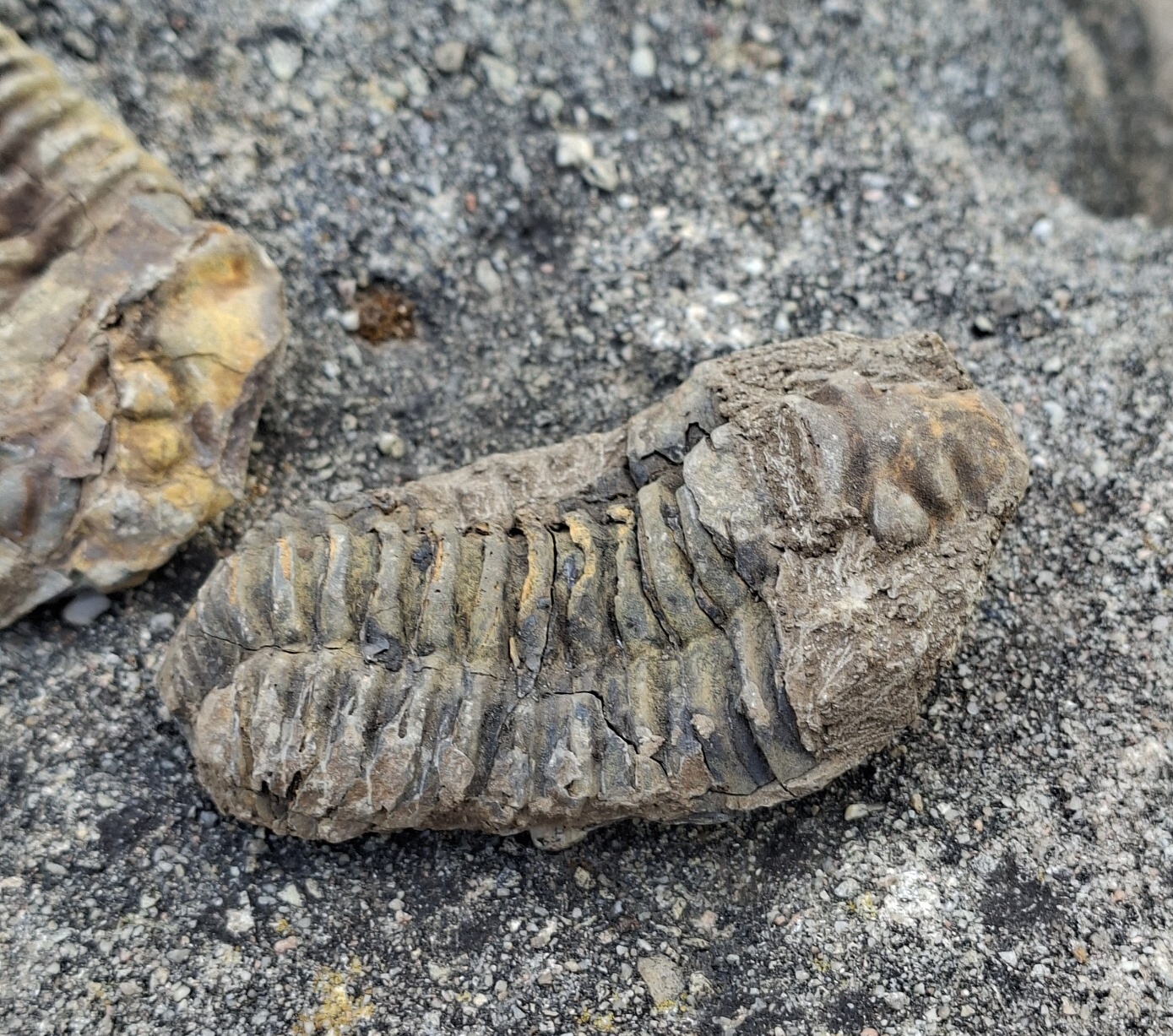 Trilobit 100g