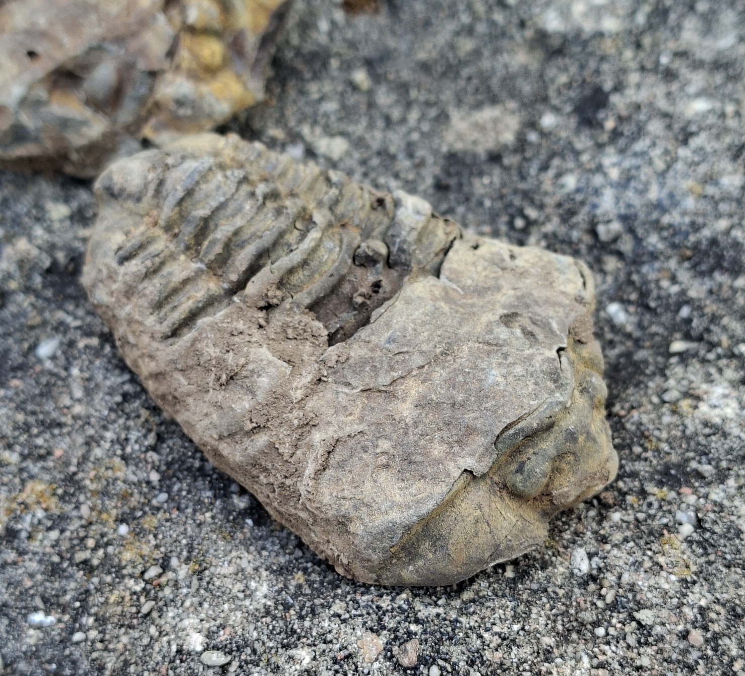 Trilobit 100g
