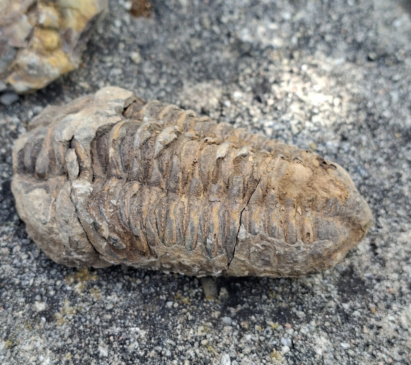 Trilobit 110g