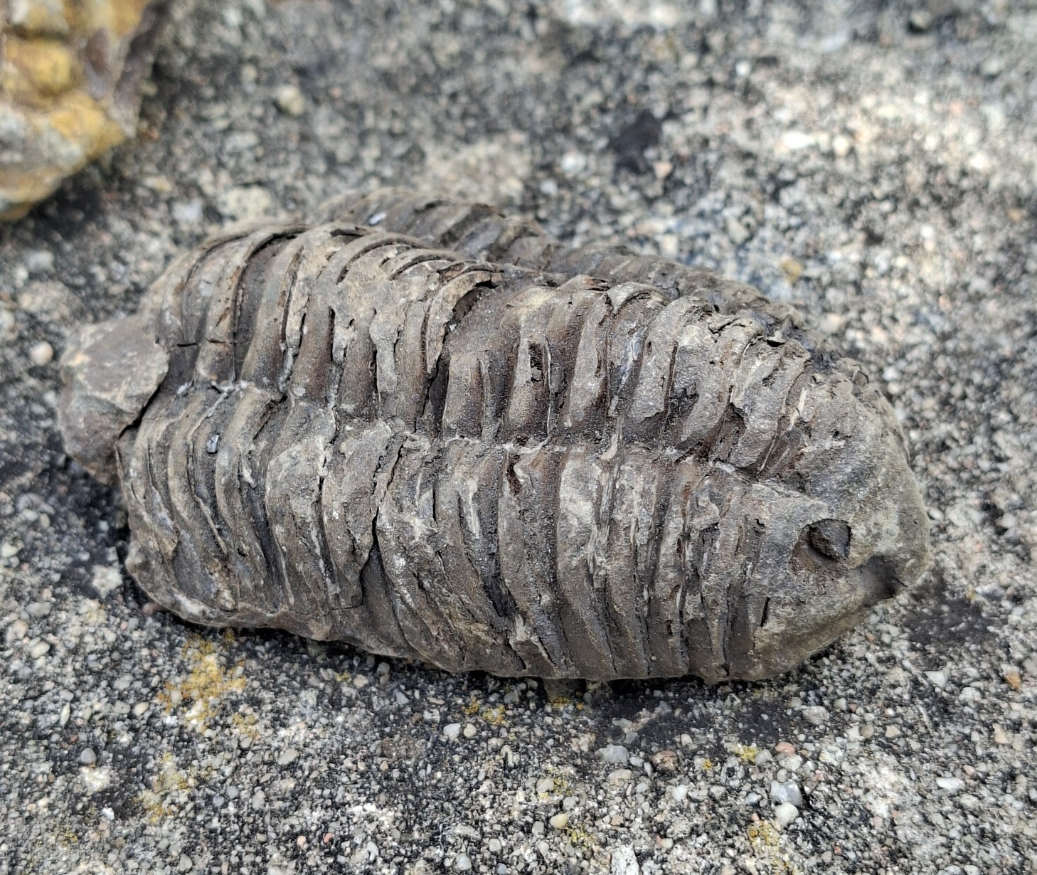 Trilobit 95g