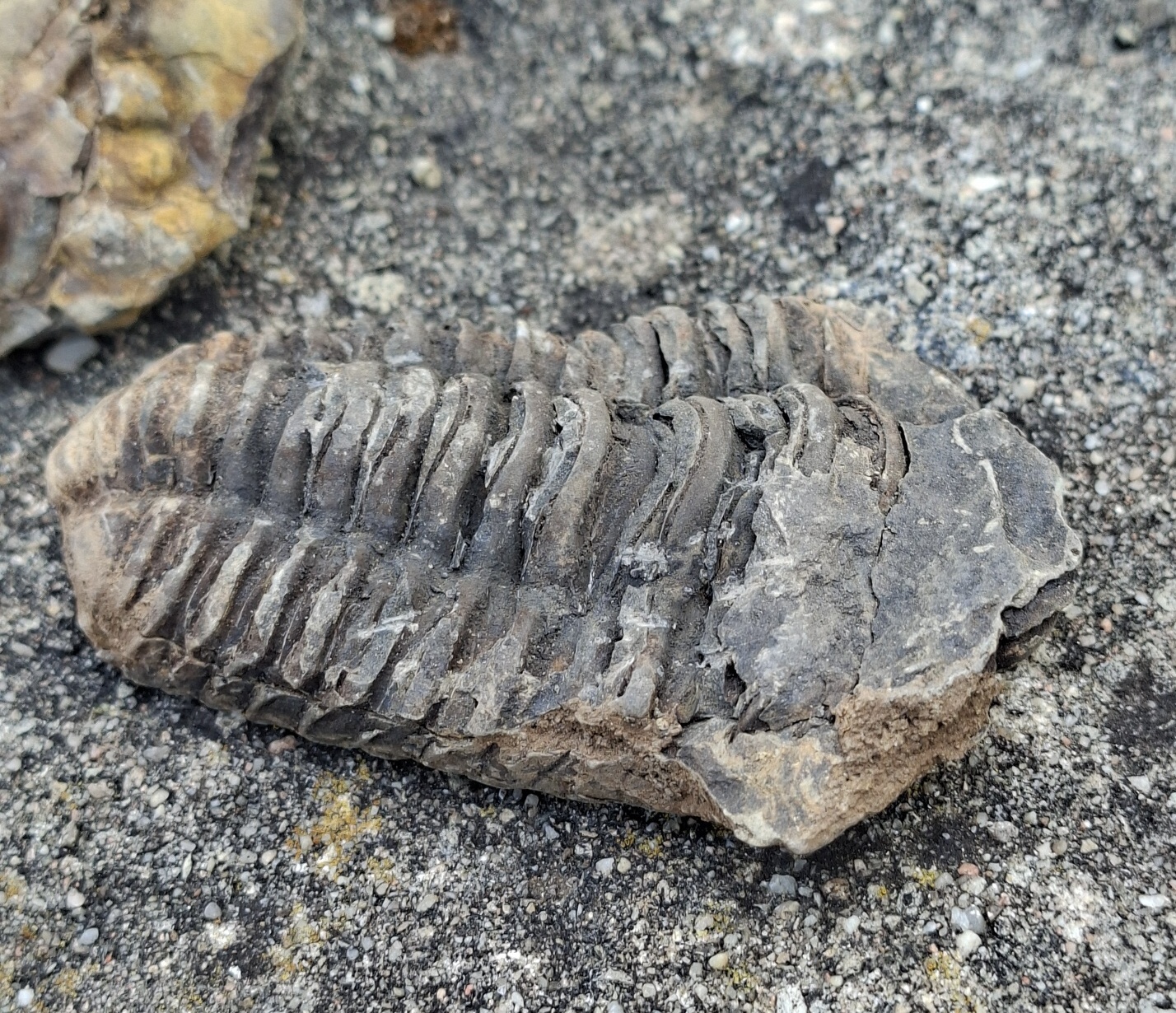 Trilobit 85g