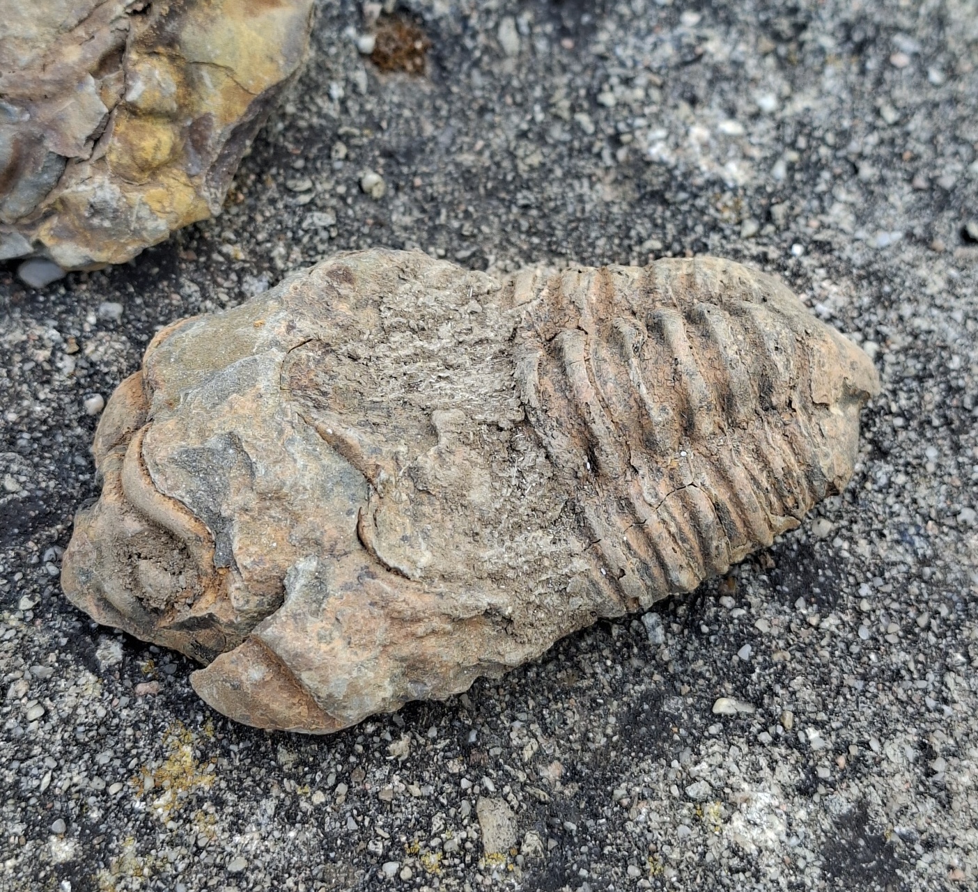 Trilobit 75g