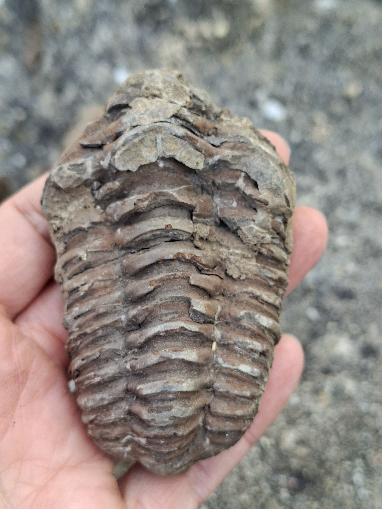 Trilobit 95g