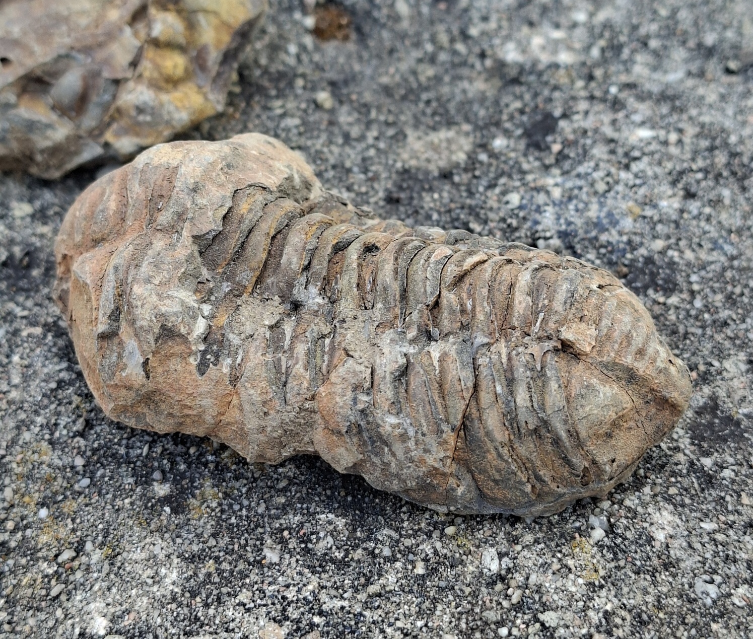 Trilobit 120g