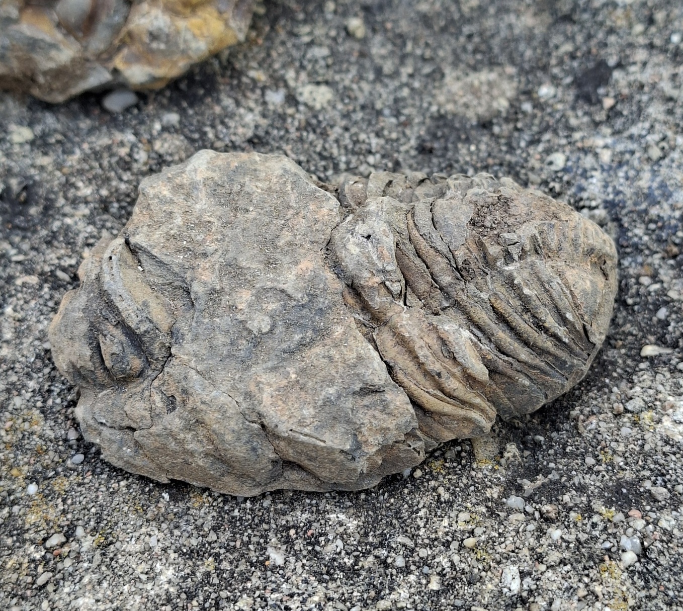 Trilobit 65g