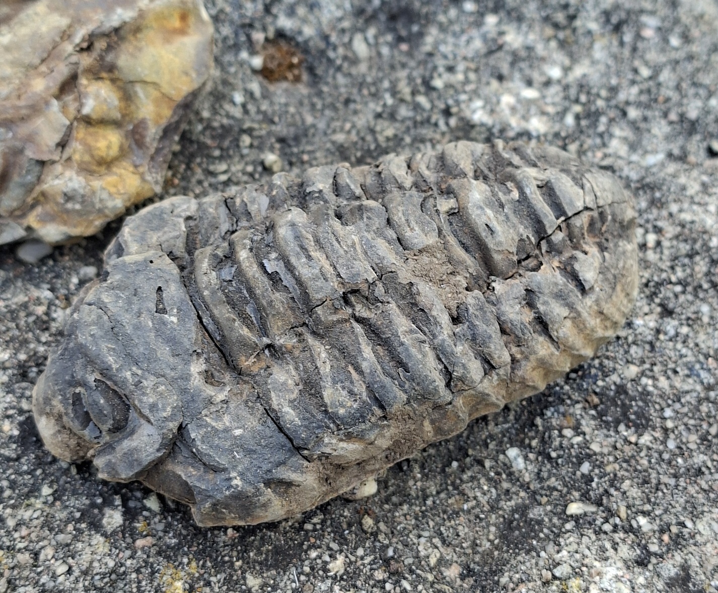 Trilobit 105g