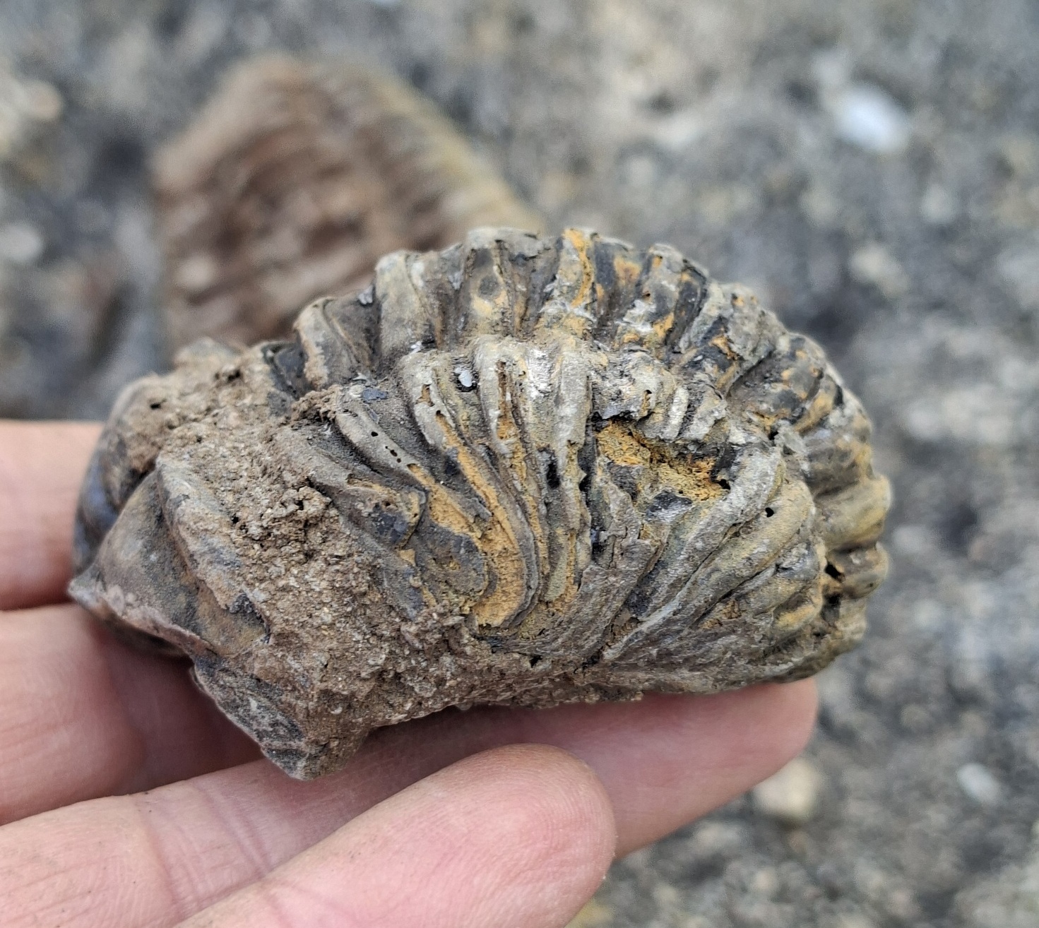Trilobit 70g