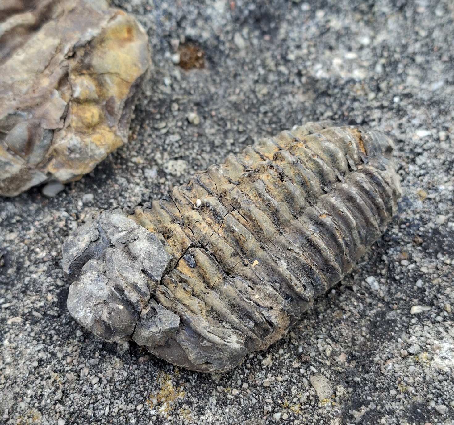 Trilobit 70g