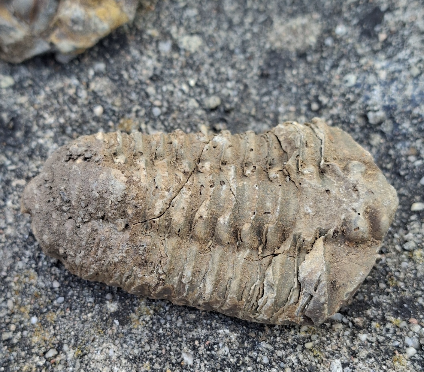 Trilobit 65g