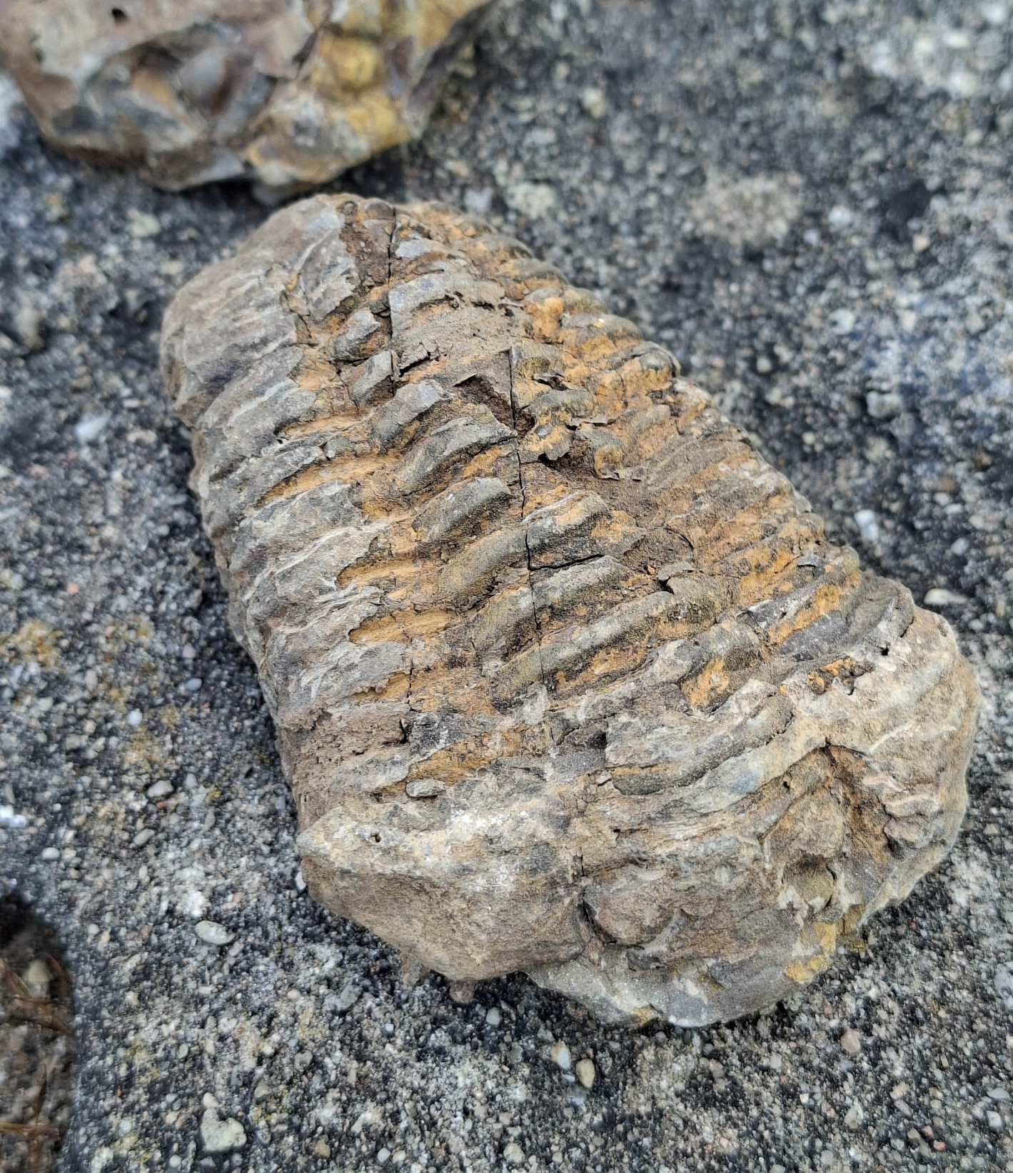 Trilobit 160g