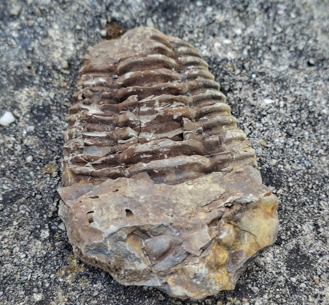 Trilobit 155g