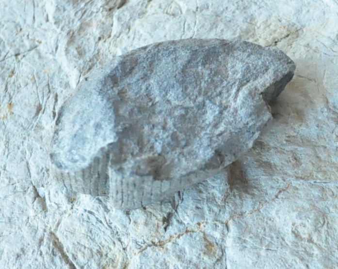 Praslička Calamites 56g