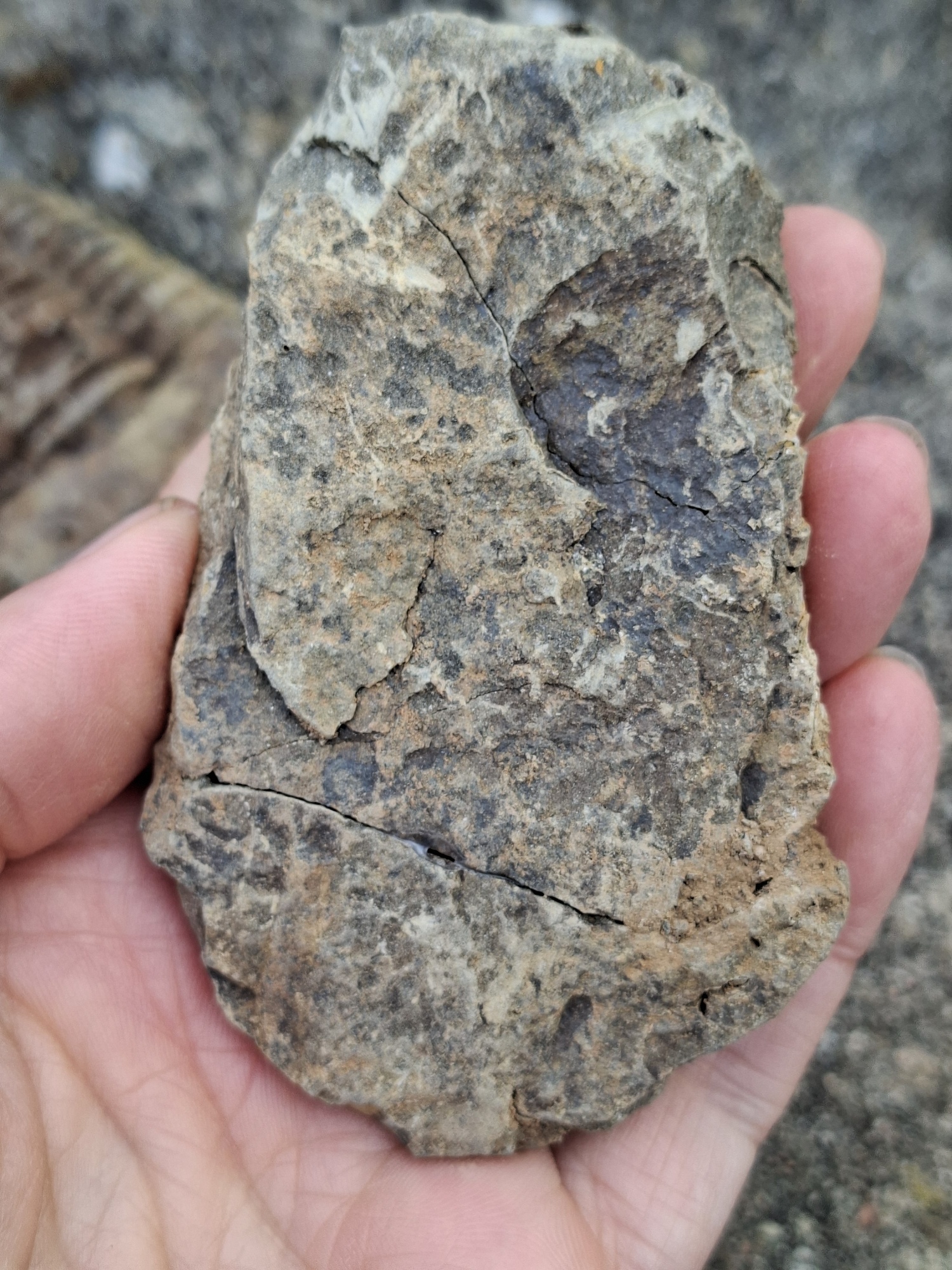 Trilobit 130g