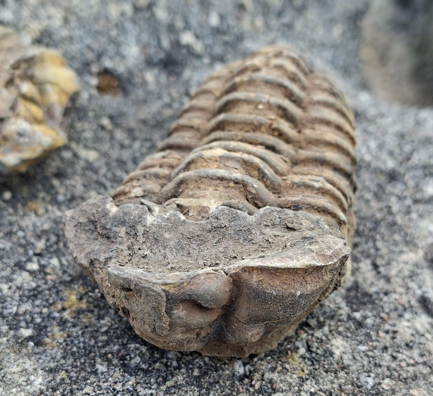 Trilobit 180g