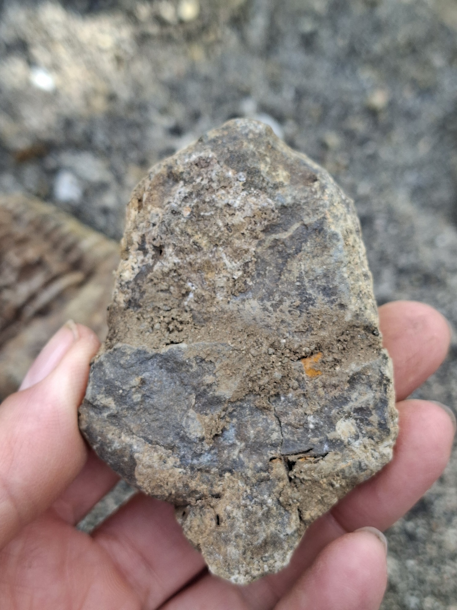 Trilobit 80g