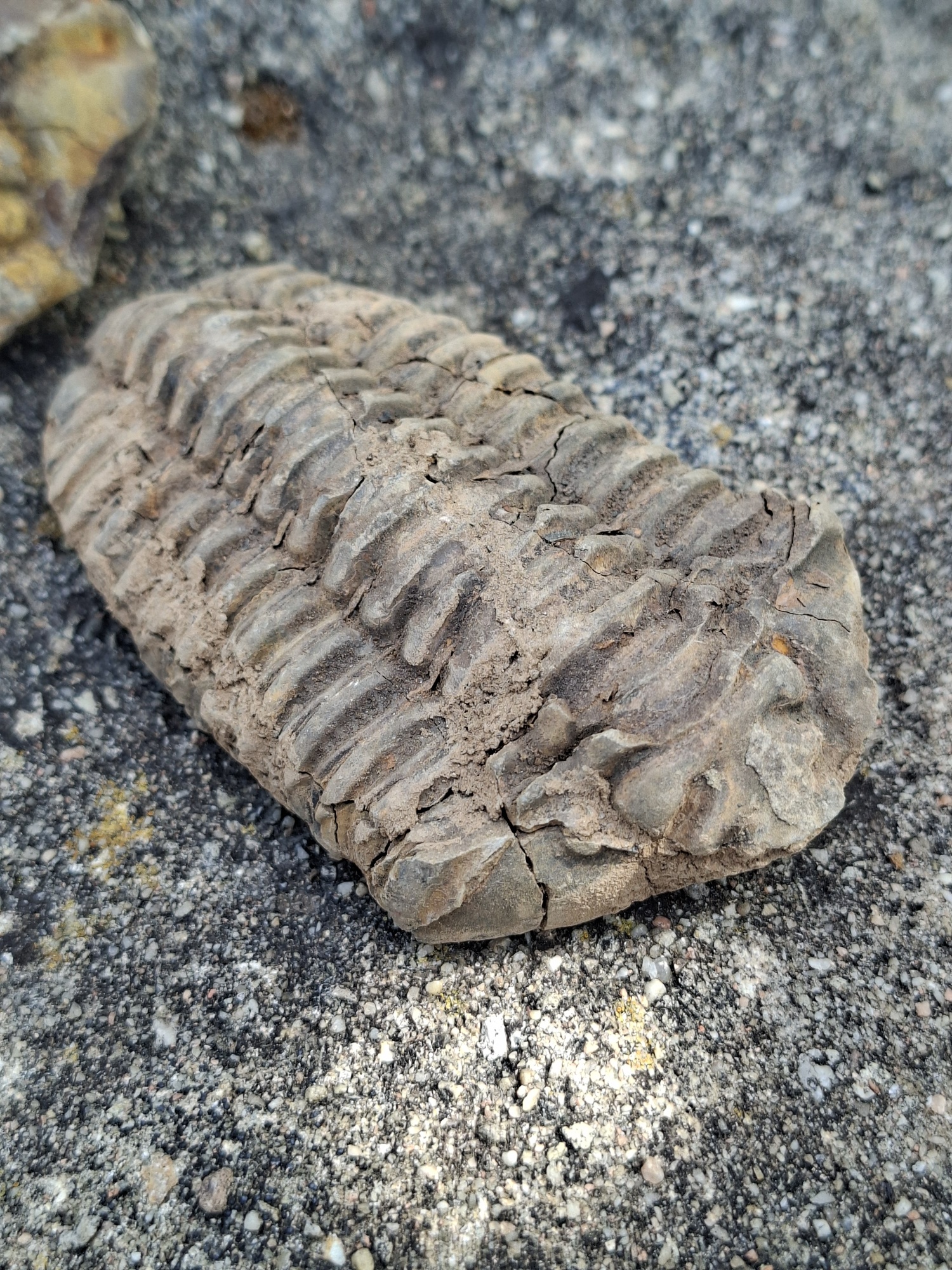 Trilobit 95g