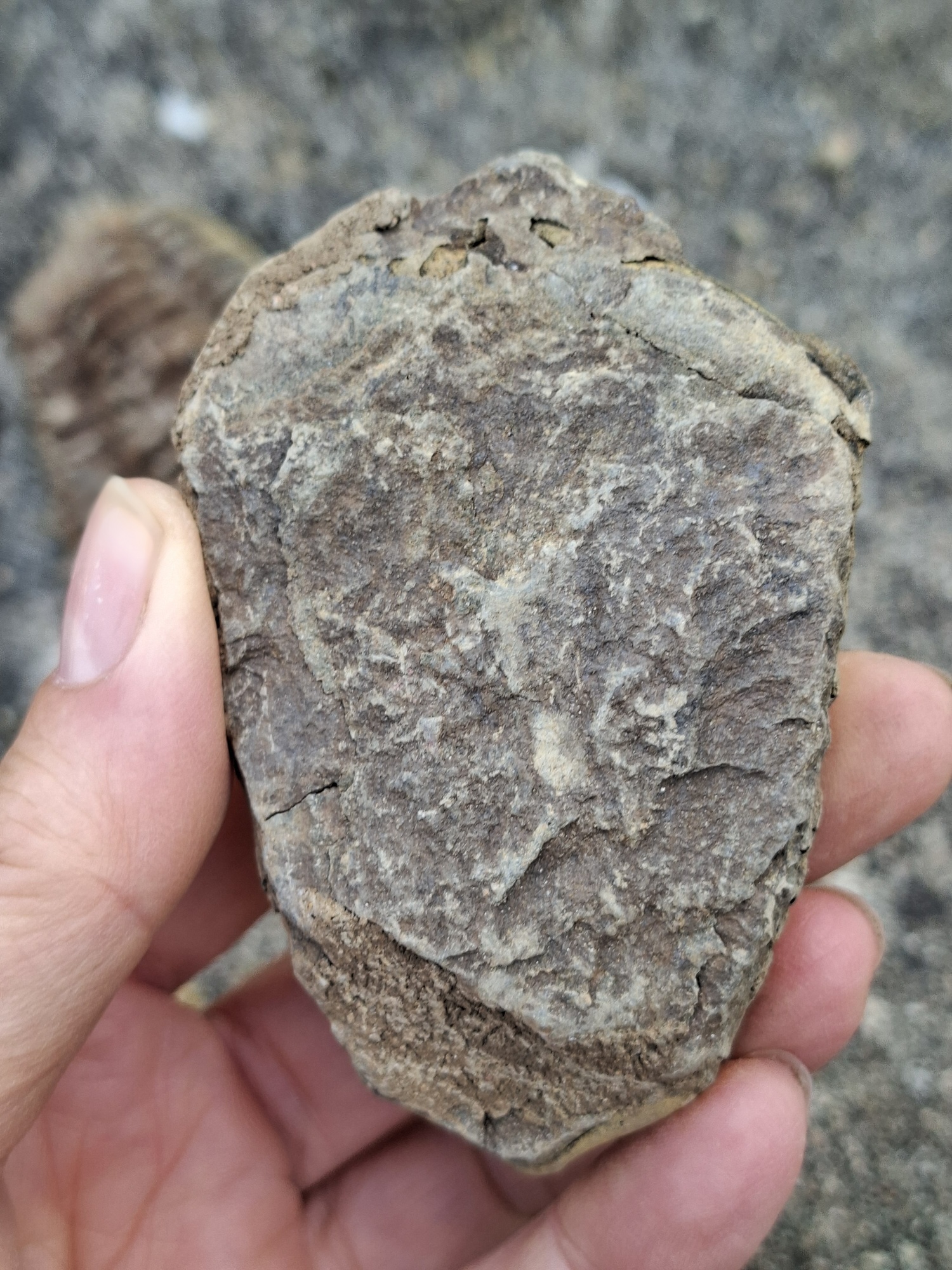 Trilobit 100g