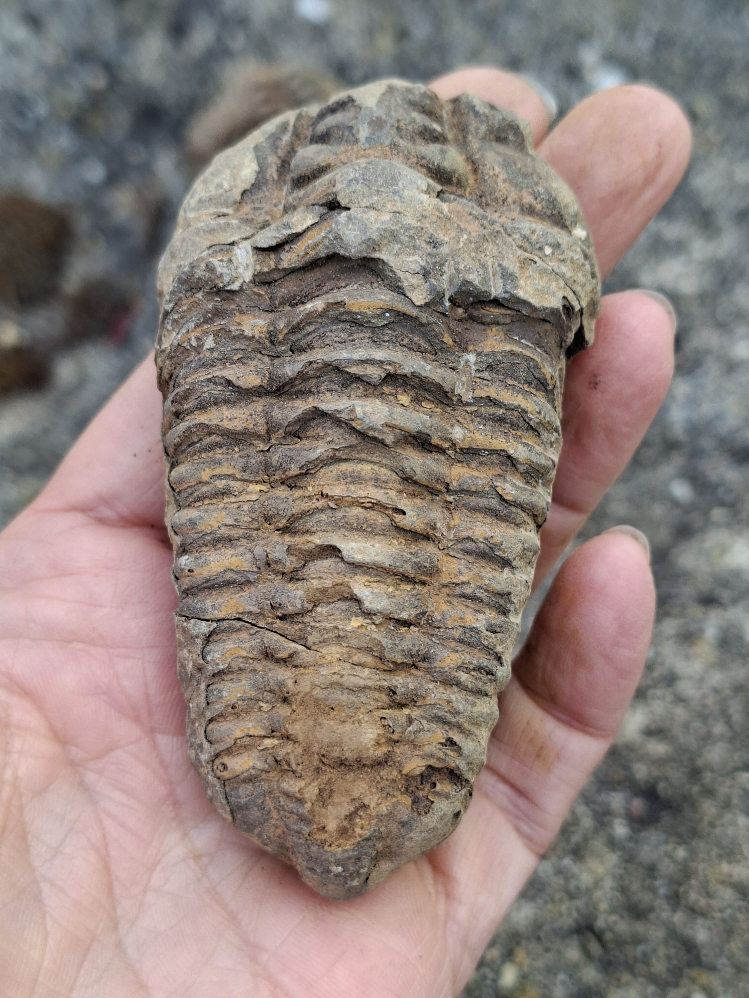 Trilobit 110g