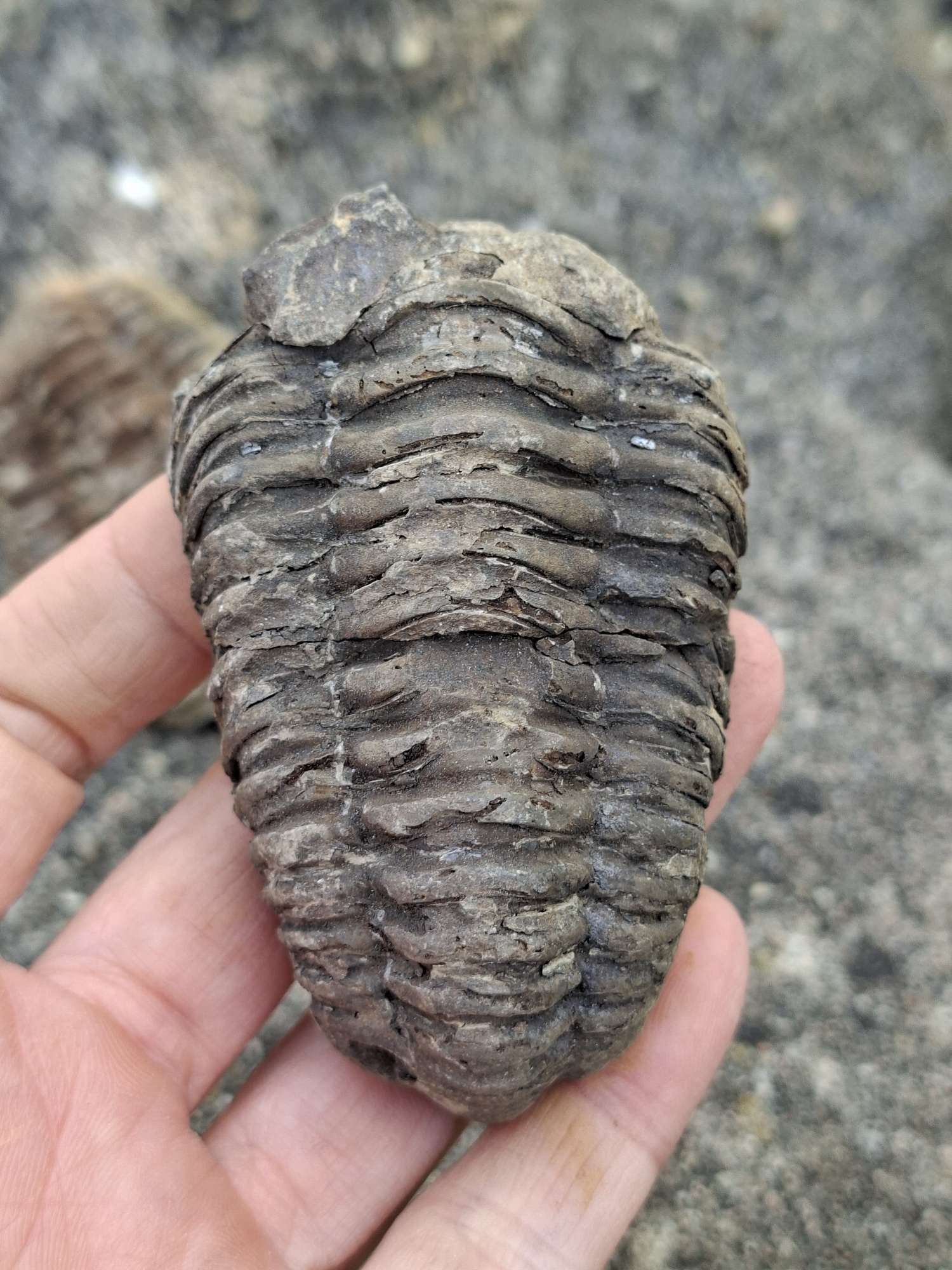 Trilobit 95g