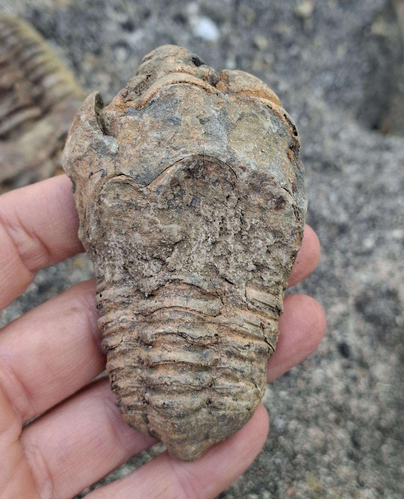 Trilobit 75g