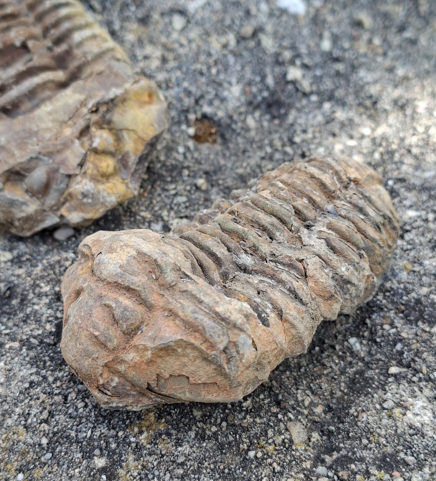 Trilobit 120g