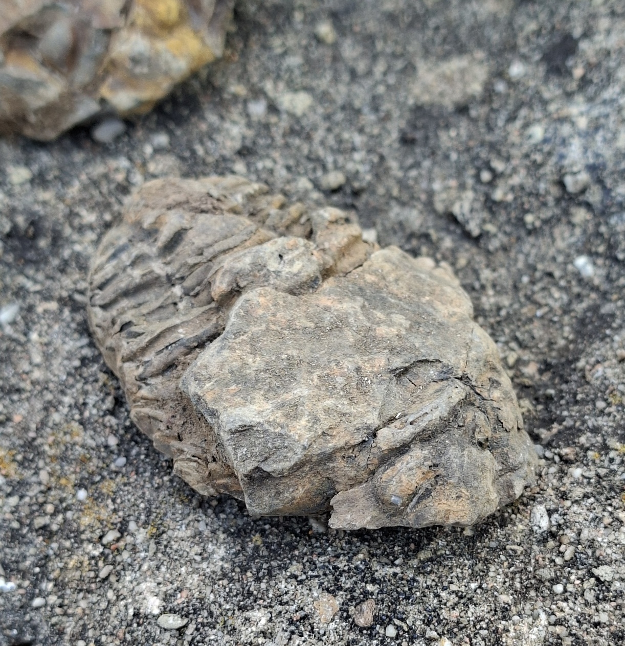 Trilobit 65g