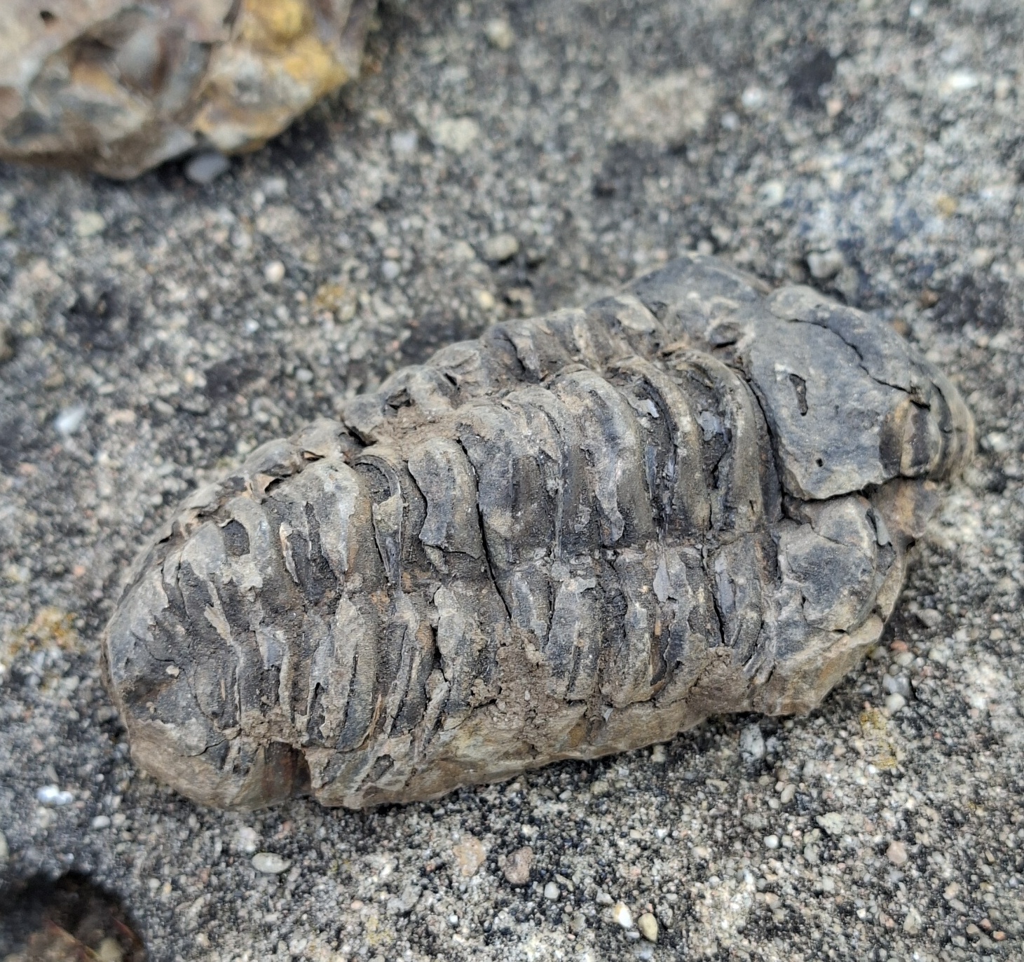 Trilobit 105g
