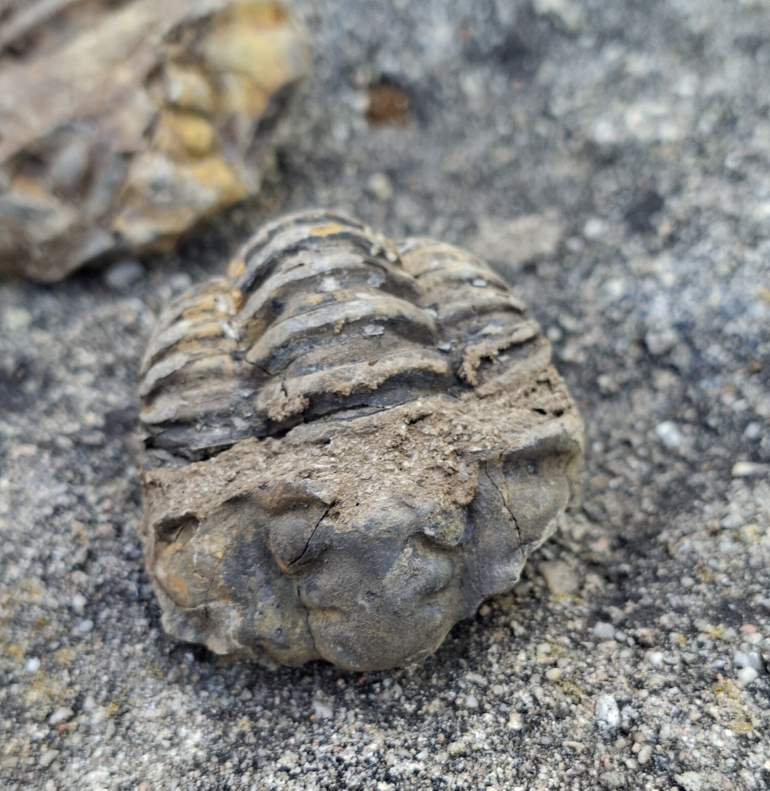 Trilobit 70g