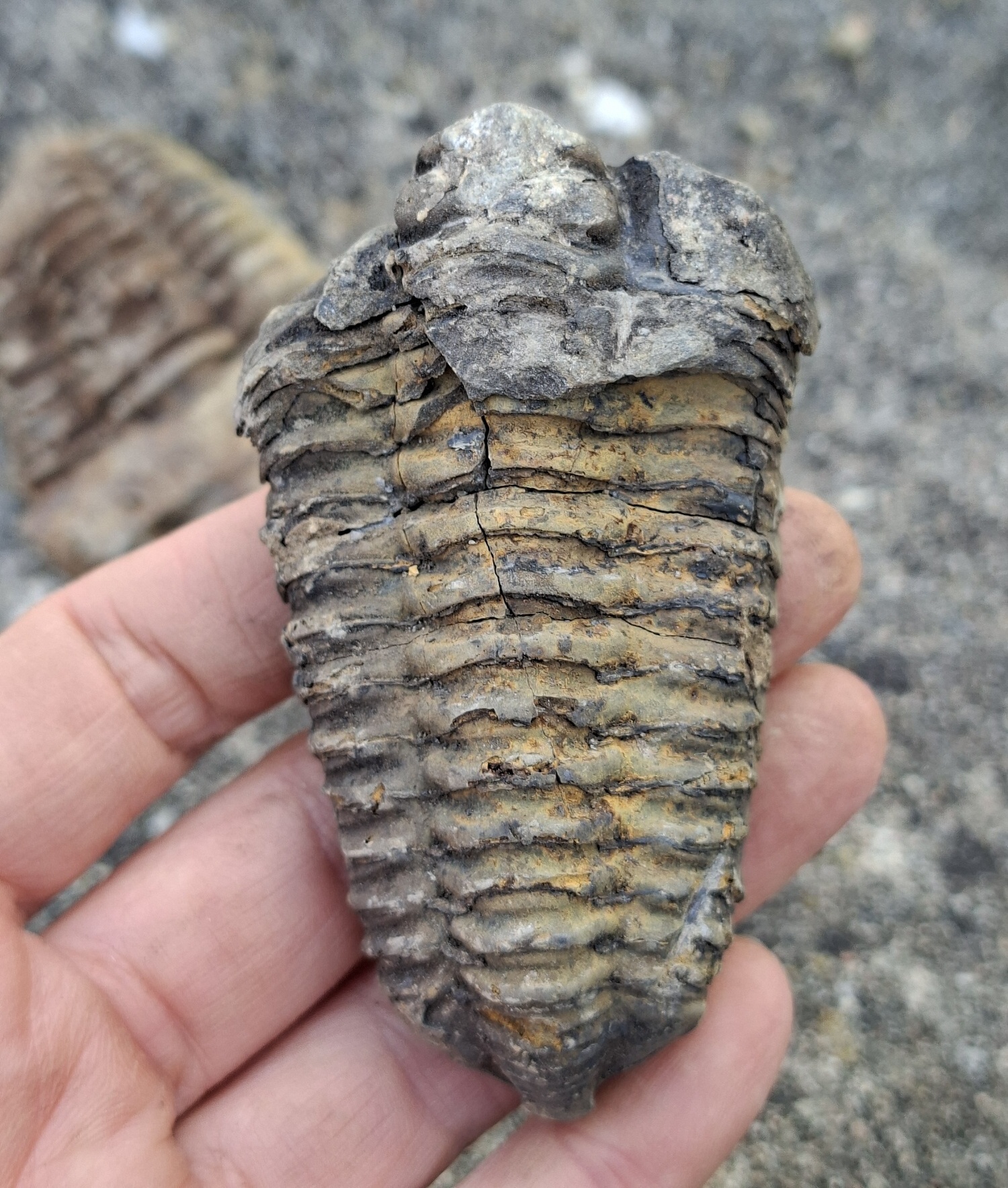 Trilobit 70g