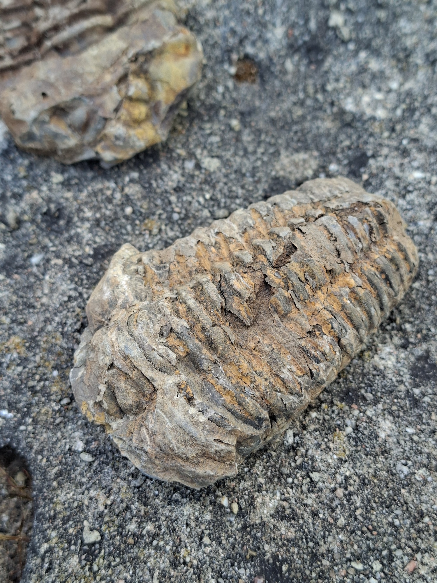 Trilobit 160g