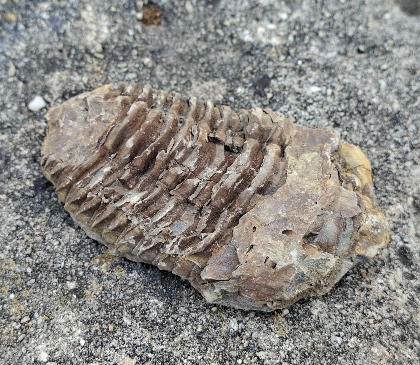 Trilobit 155g