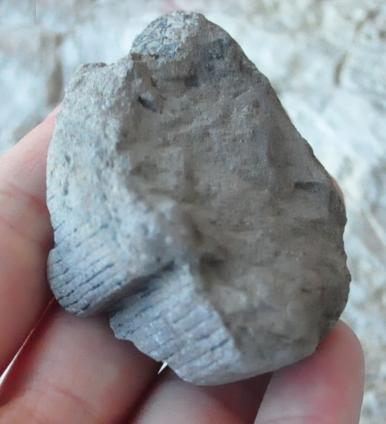 Praslička Calamites 56g