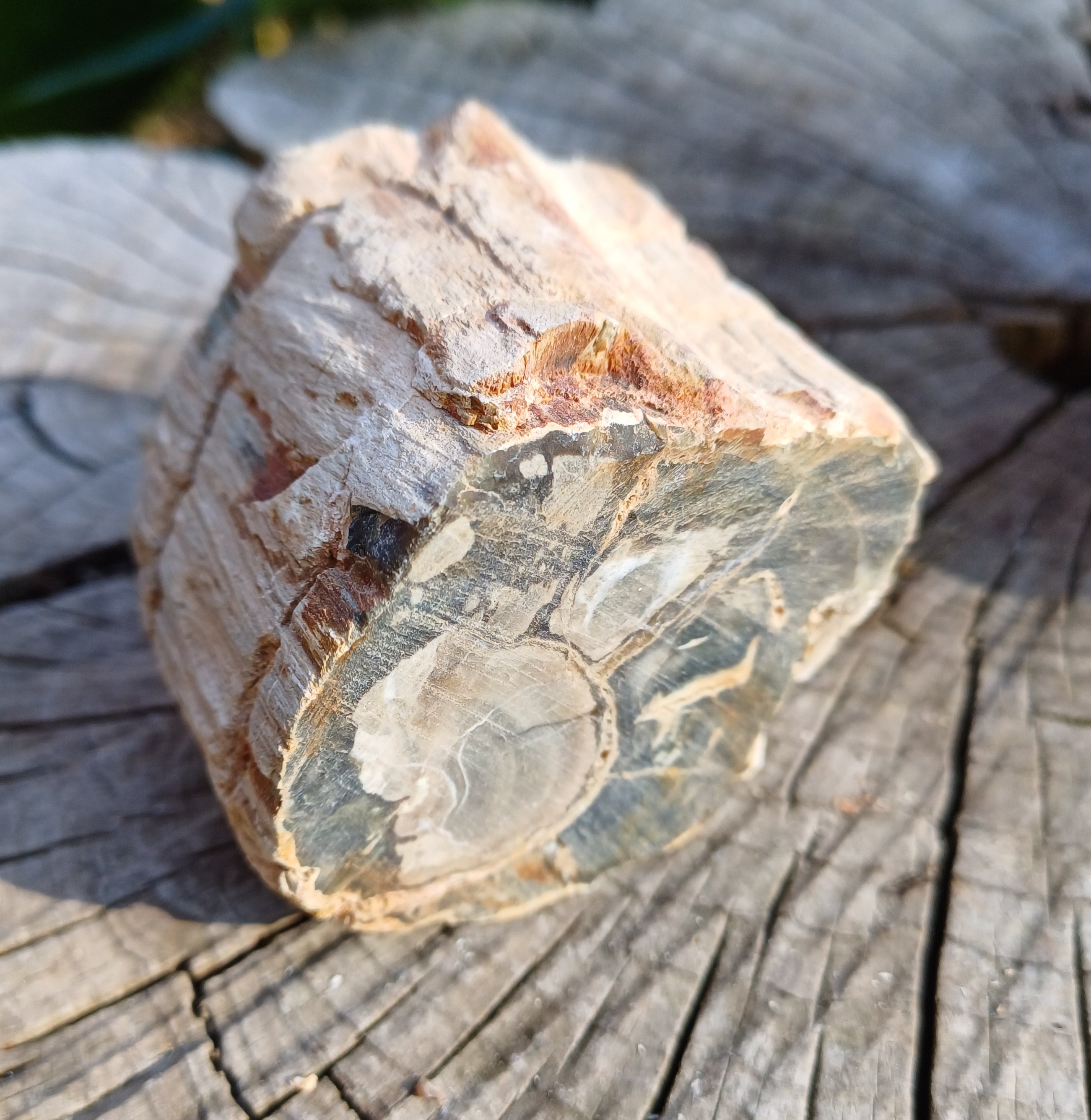 Skamenelé drevo 225g