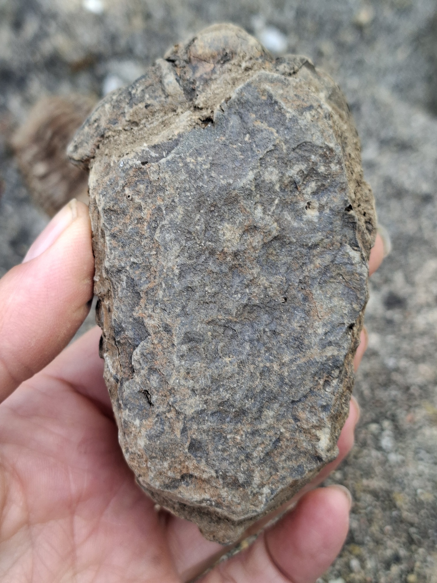 Trilobit 180g