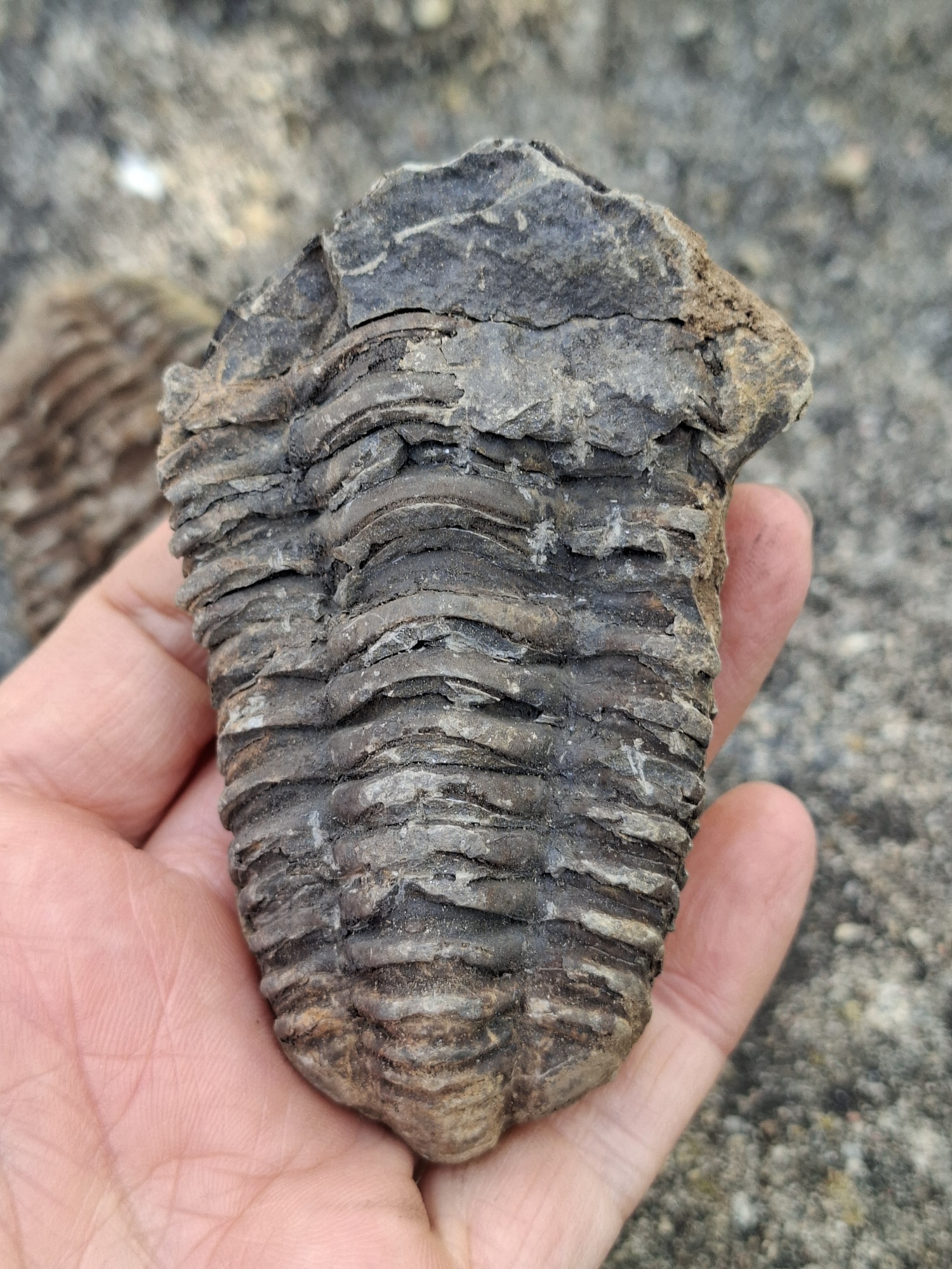 Trilobit 85g