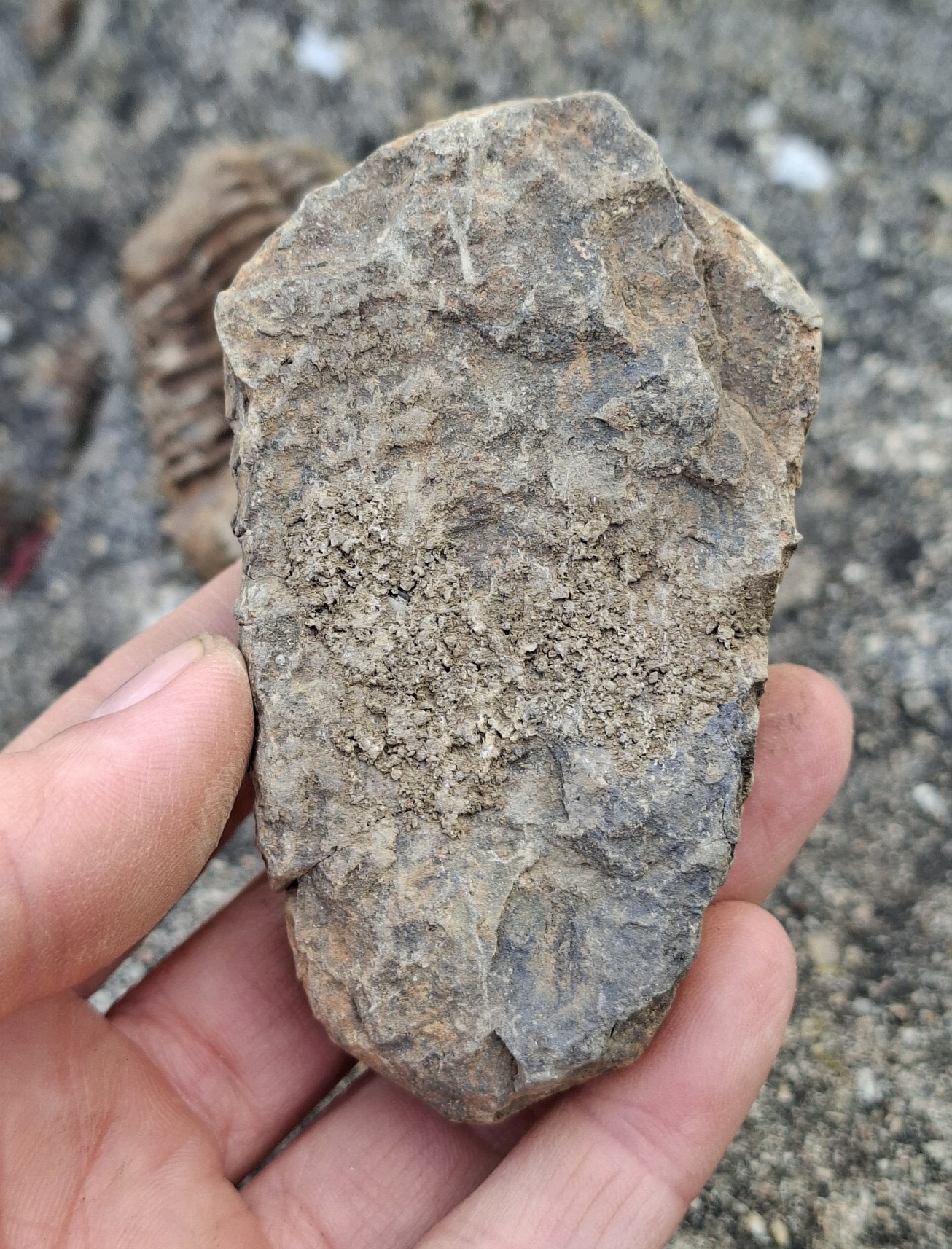Trilobit 120g