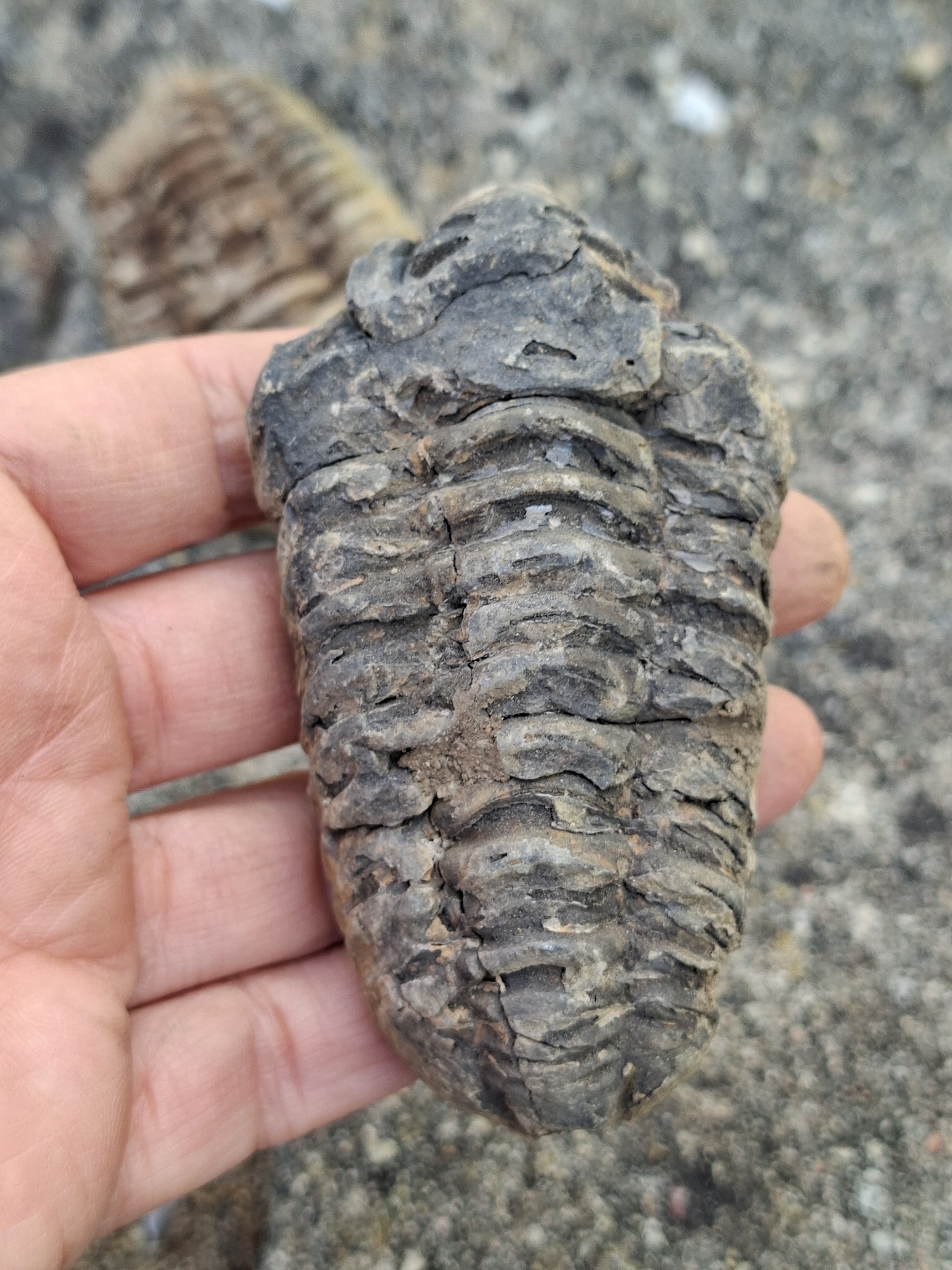 Trilobit 105g