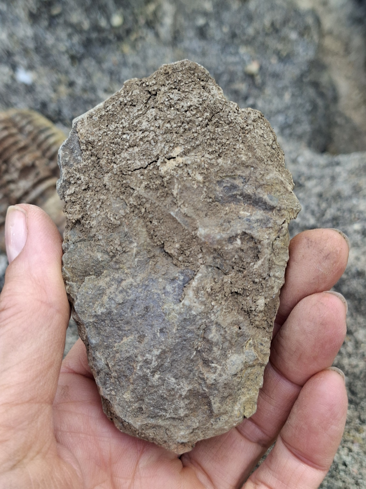 Trilobit 70g