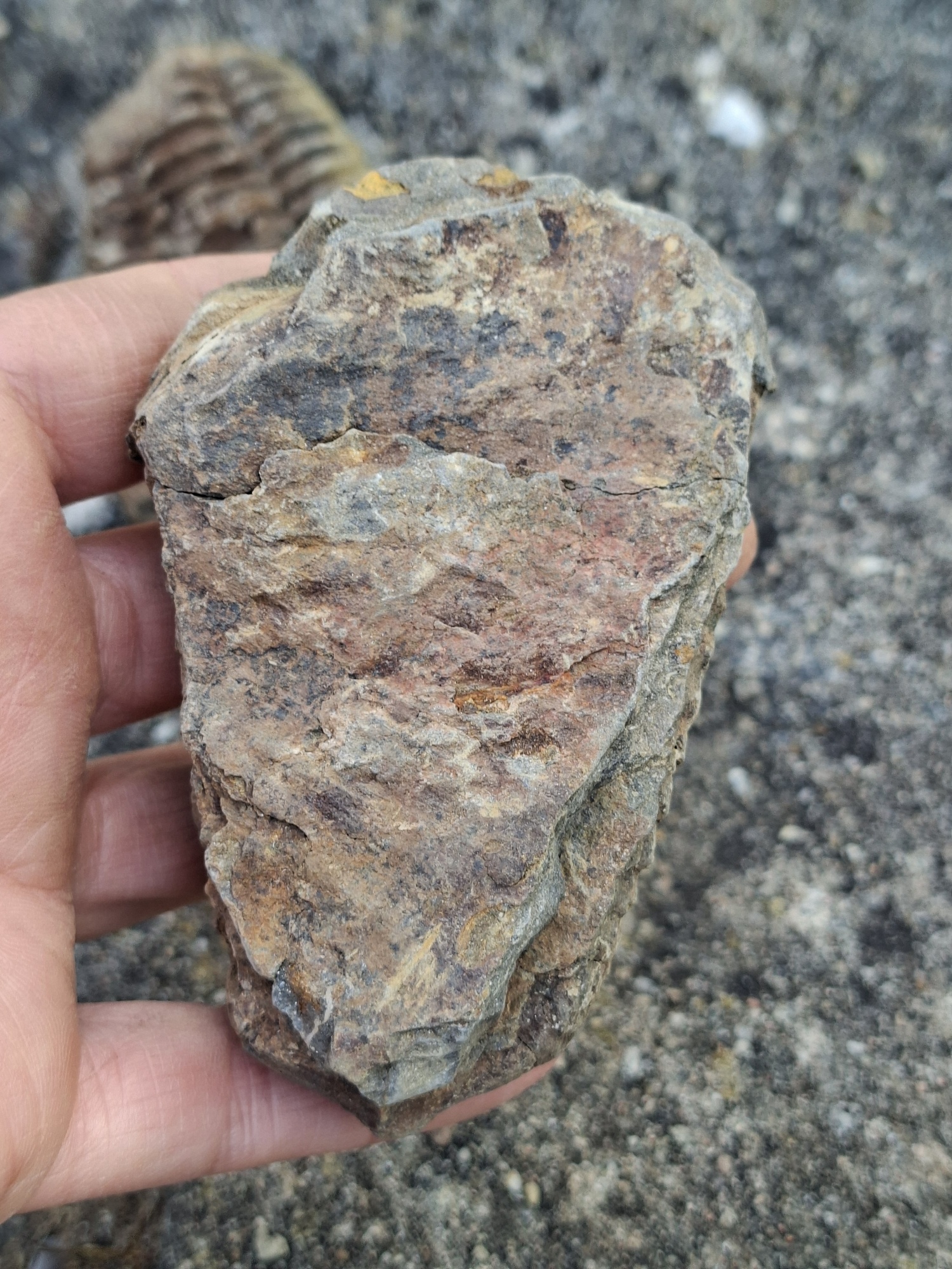 Trilobit 160g