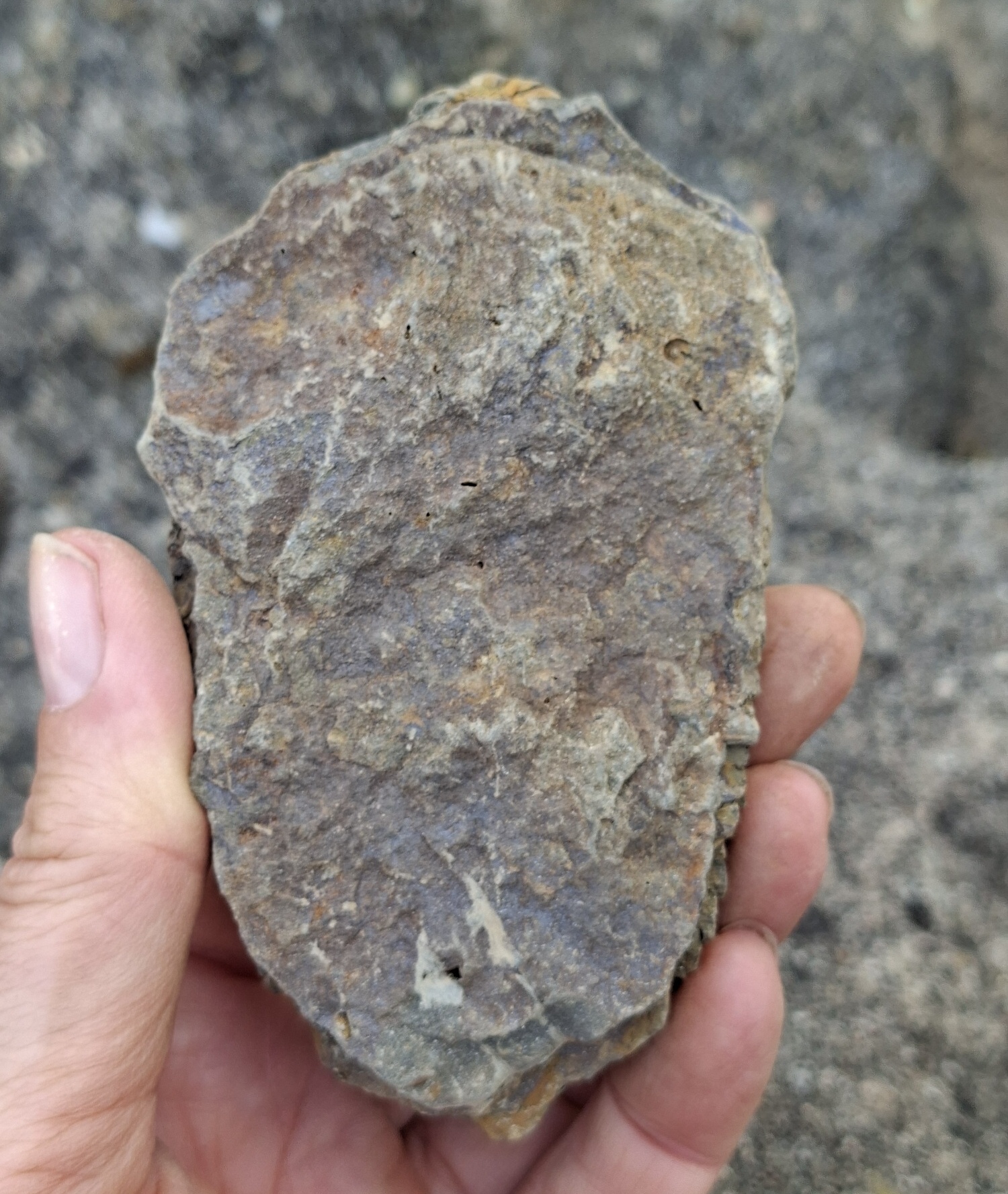 Trilobit 155g